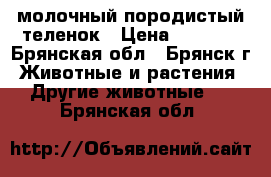 молочный породистый теленок › Цена ­ 7 000 - Брянская обл., Брянск г. Животные и растения » Другие животные   . Брянская обл.